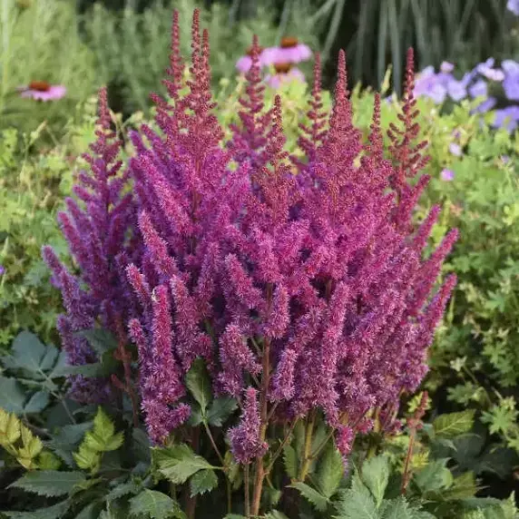 Astilbe chinensis var. pumila