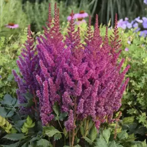 Astilbe chinensis var. pumila