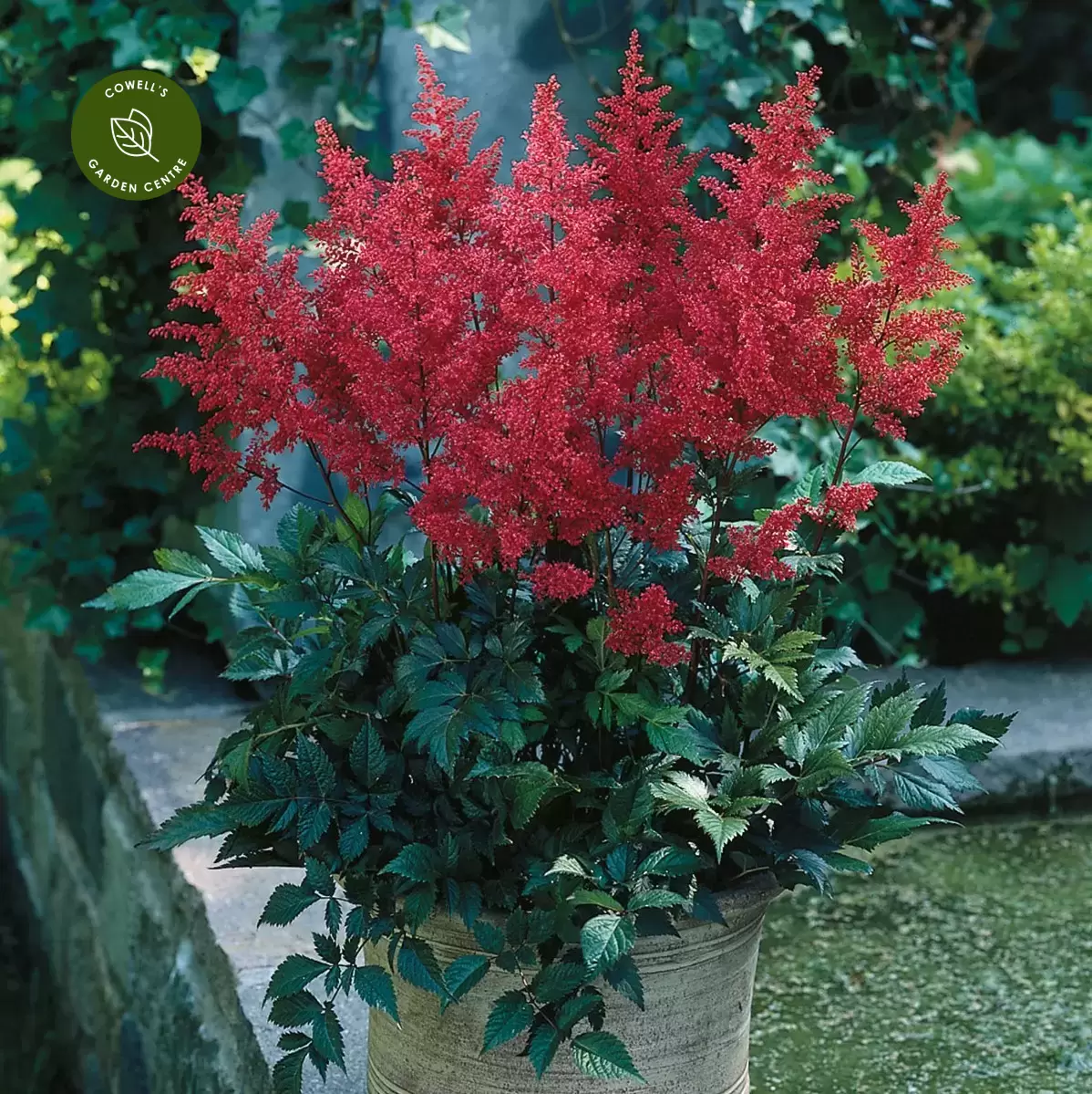 Astilbe japonica hotsell