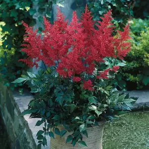 Picture Credit - Ball Horticultural Company