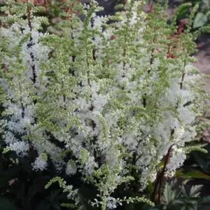 Astilbe 'Short 'n' Sweet Whiteberry'