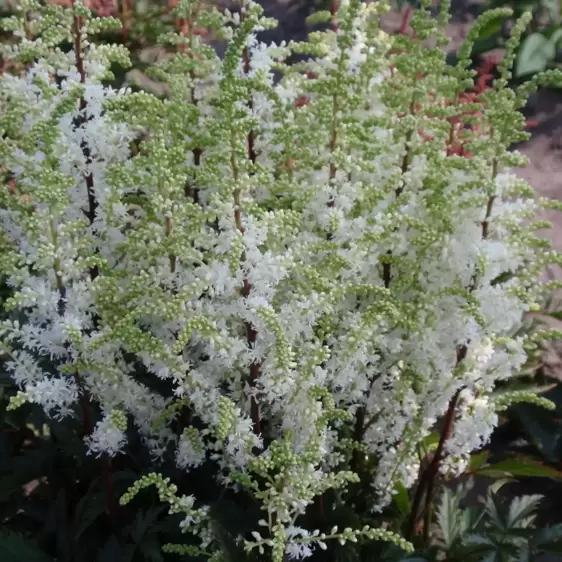 Astilbe 'Short 'n' Sweet Whiteberry'