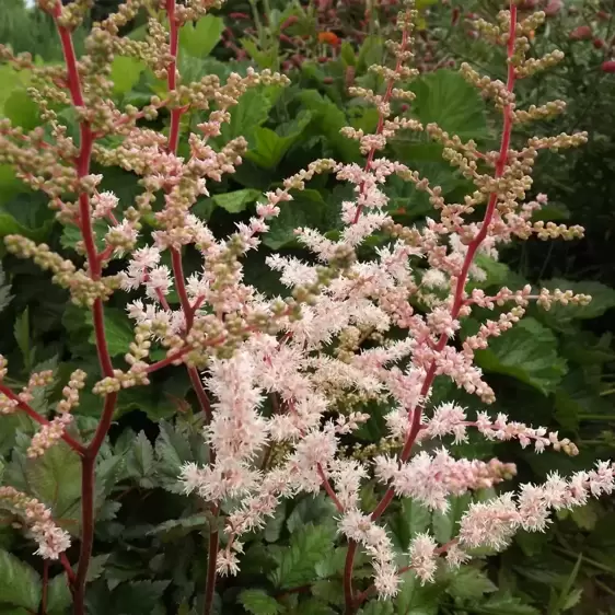 Astilbe 'Spotlight'