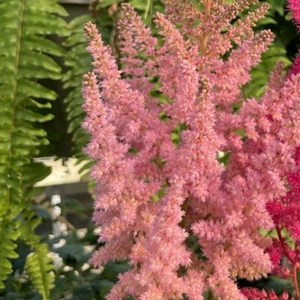 Picture Credit -  Ball Horticultural Company