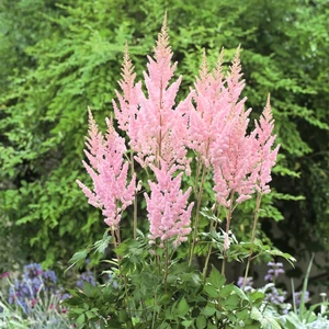 Picture Credit - Ball Horticultural Company