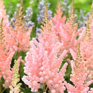 Picture Credit - Ball Horticultural Company