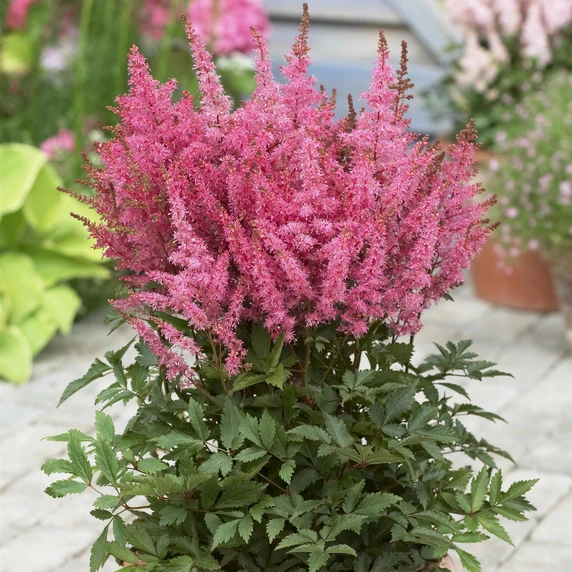Astilbe 'Younique Pink' - image 2