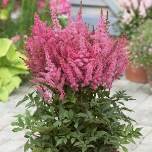 Astilbe 'Younique Pink' - image 2