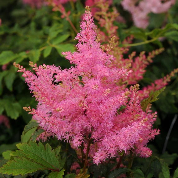 Picture Credit - Ball Horticultural Company