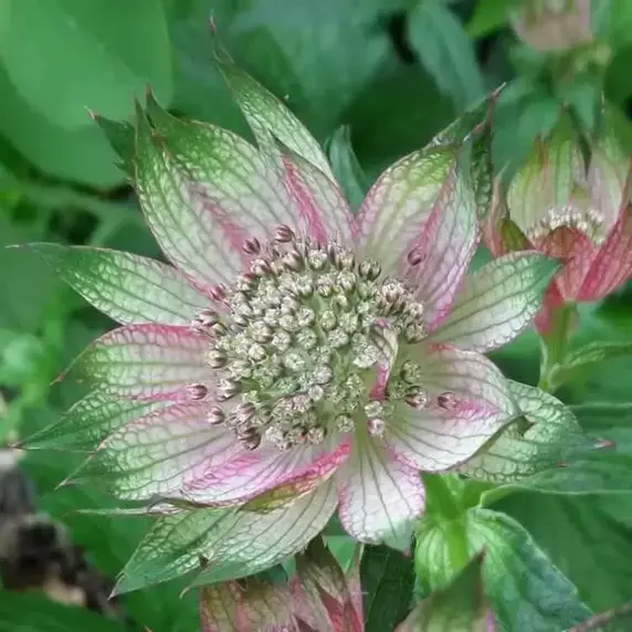 Astrantia 'April Love'
