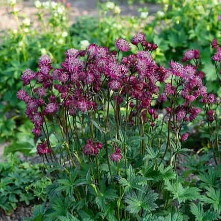 Picture - Vitroflora
