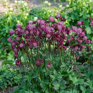 Picture - Vitroflora