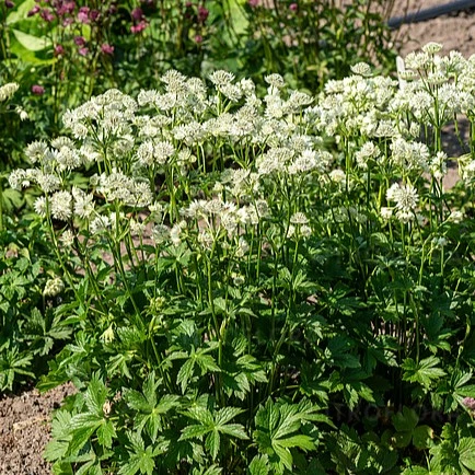Picture - Vitroflora