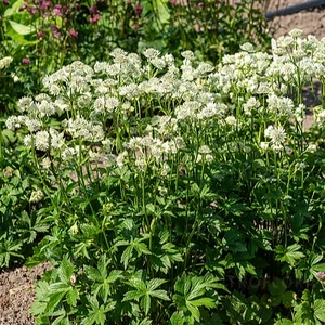 Picture - Vitroflora