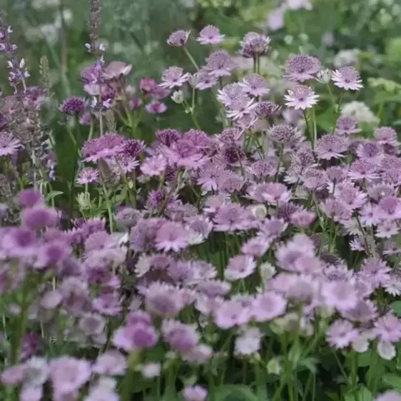 Astrantia 'Buckland' 2L