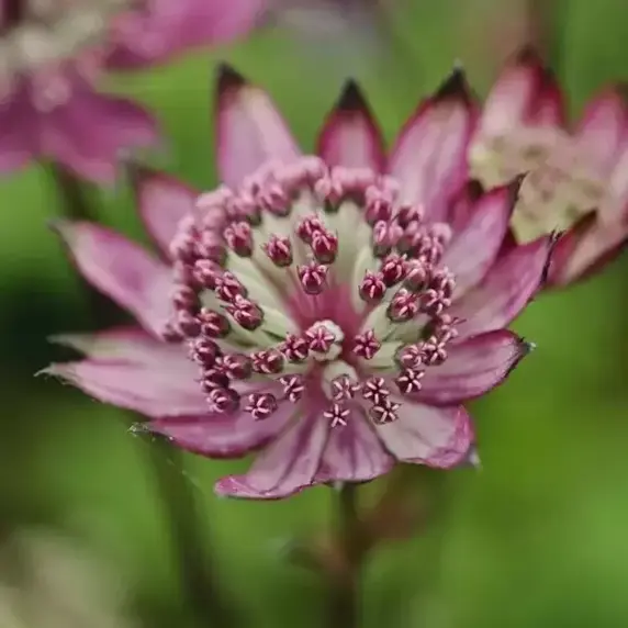 Astrantia major 'Burgundy Manor'