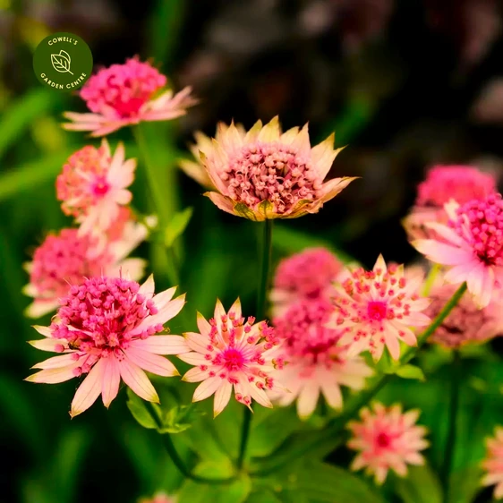 Astrantia major 'Cerise Button'