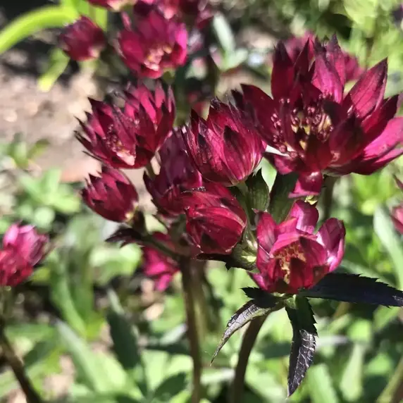 Astrantia 'Claret' 1L