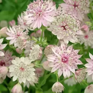 Astrantia 'Florence' 3L