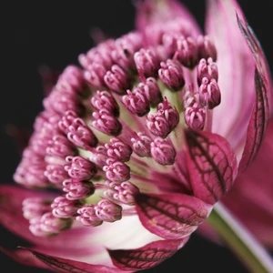 Astrantia 'Magical Diamonds Red'