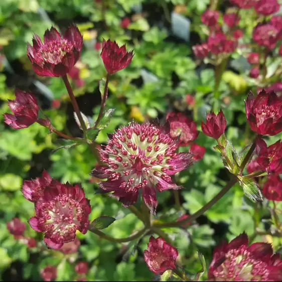 Astrantia 'Moulin Rouge' - image 2