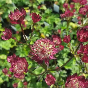 Astrantia 'Moulin Rouge' - image 2