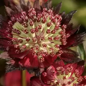 Astrantia 'Moulin Rouge' - image 3