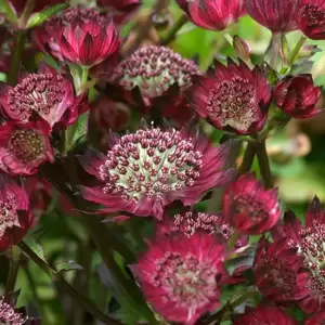 Astrantia 'Moulin Rouge' - image 1
