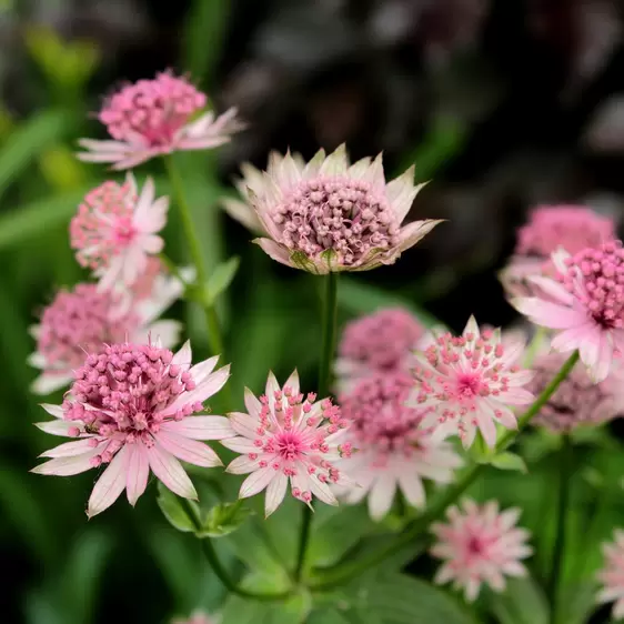 Astrantia major 'Pink Button' 2L