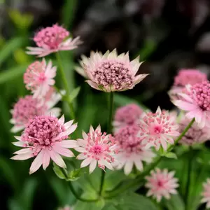 Astrantia major 'Pink Button' 2L