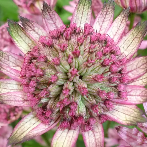 Astrantia major 'Pink Penny' 2L