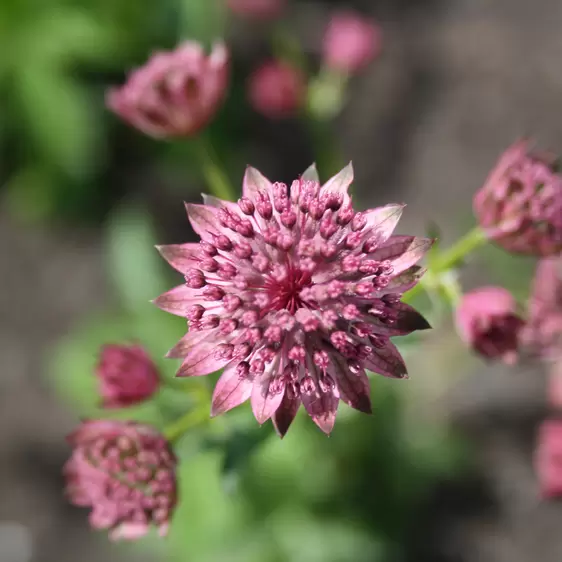 Astrantia major 'Pink Pride' 1.5L