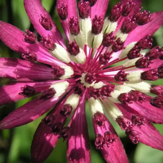 Astrantia 'Ruby Star'