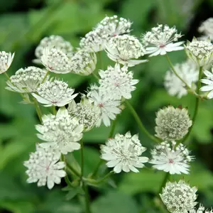 Astrantia major 'Shaggy' 3L