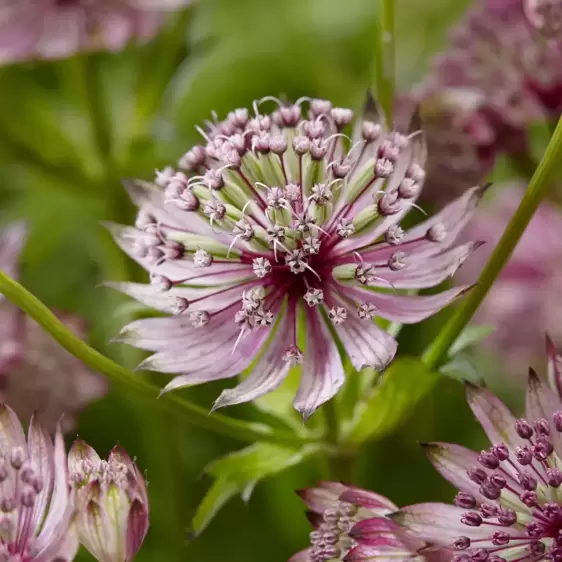 Astrantia Sparkling Stars Series 'Pink' 2L