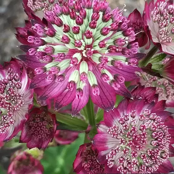 Astrantia Sparkling Stars Series 'Star of Beauty' 2L - image 2