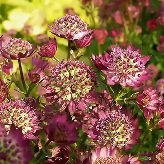 Astrantia Sparkling Stars Series 'Star of Beauty' 3L - image 2