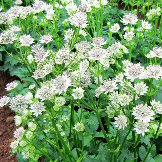 Astrantia Sparkling Stars Series 'Star of Billion' 1L - image 2