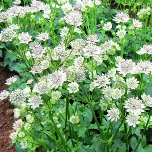 Astrantia Sparkling Stars Series 'Star of Billion' 1L - image 2