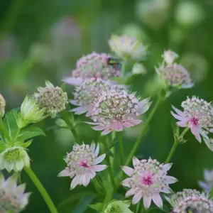Astrantia Sparkling Stars Series 'Star of Billion' 3L - image 2