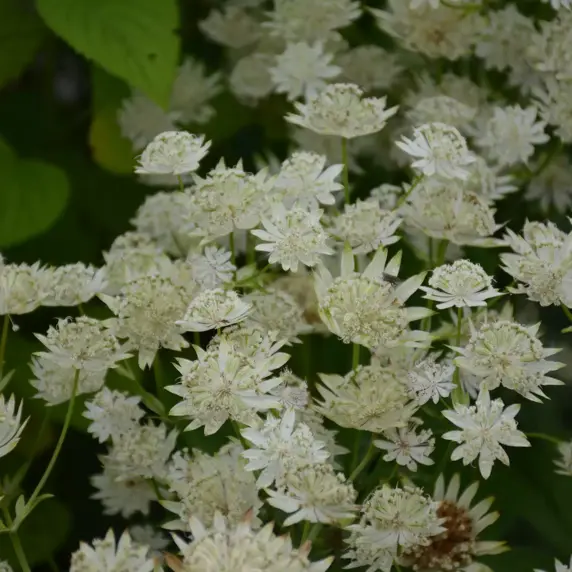 Astrantia major 'White Giant' 2L