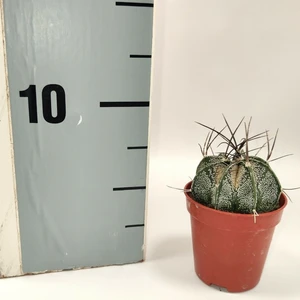 Astrophytum capricorne 5.5cm