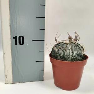 Astrophytum capricorne 8.5cm