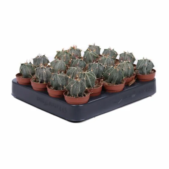 Astrophytum ornatun 5.5cm