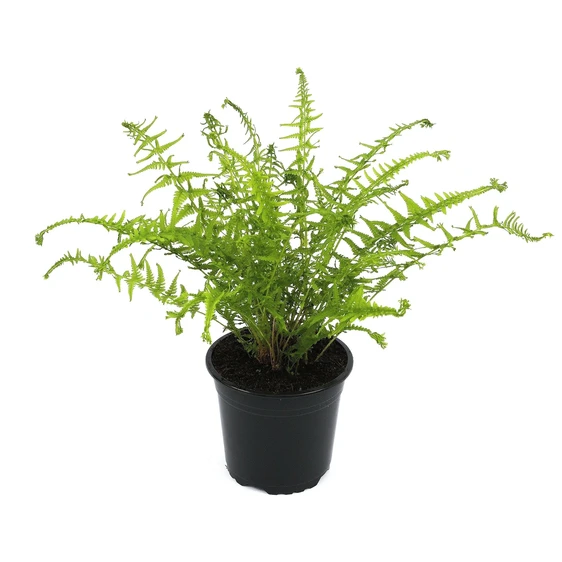 Athyrium felix-femina 'Victoriae' 1.5L - image 2