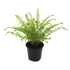 Athyrium felix-femina 'Victoriae' 1.5L - image 2
