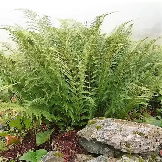 Athyrium filix-femina 9cm - image 2