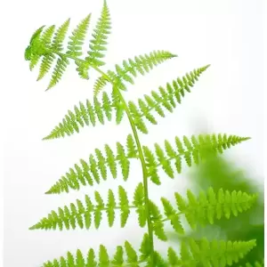 Athyrium filix-femina 9cm - image 1