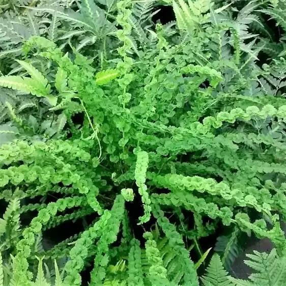 Athyrium filix-femina 'Frizelliae' 1L - image 2