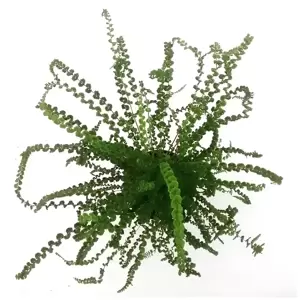 Athyrium filix-femina 'Frizelliae' 1L - image 1